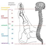 REFLEXOTERÀPIA PODAL HOLÍSTICA & MASSATGE METAMÒRFIC